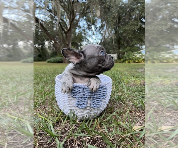 Medium Photo #14 French Bulldog Puppy For Sale in LUTZ, FL, USA