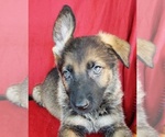 Small Photo #4 German Shepherd Dog Puppy For Sale in HOLDEN, MO, USA