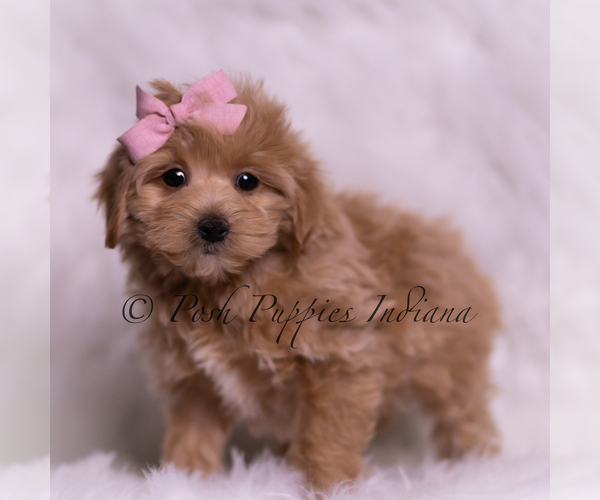 Medium Photo #104 Maltipoo (Miniature) Puppy For Sale in WARSAW, IN, USA