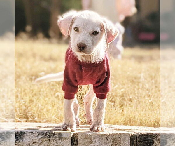 Medium Photo #4 Labrador Retriever-Unknown Mix Puppy For Sale in Fort Worth, TX, USA