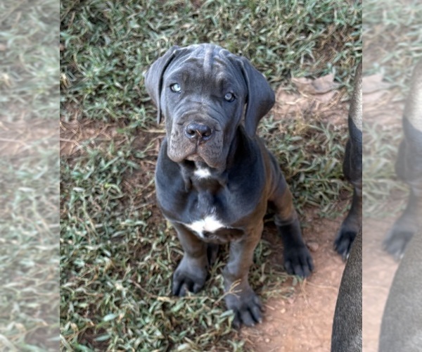 Medium Photo #11 Cane Corso Puppy For Sale in ROCKMART, GA, USA