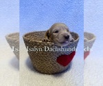 Puppy Light pink Dachshund