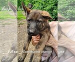 Small #17 German Shepherd Dog