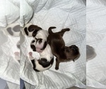 Puppy 2 Shih Tzu