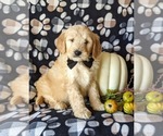 Small Photo #4 Goldendoodle Puppy For Sale in PEACH BOTTOM, PA, USA