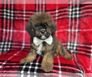 Cockapoo (Miniature) Puppy for sale in LAKELAND, FL, USA