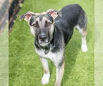 Small #2 German Shepherd Dog Mix