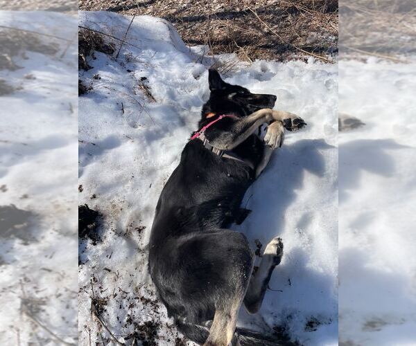 Medium Photo #5 Mutt Puppy For Sale in Elmsford, NY, USA