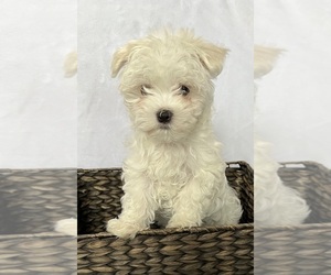 Maltese Puppy for Sale in CORNERSVILLE, Tennessee USA