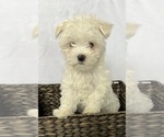Small Photo #1 Maltese Puppy For Sale in CORNERSVILLE, TN, USA