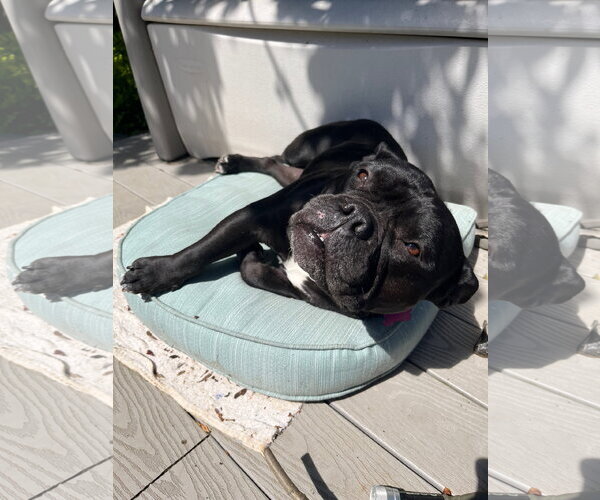 Medium Photo #5 French Bulldog-Unknown Mix Puppy For Sale in Milwaukie, OR, USA