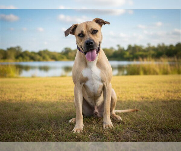 Medium Photo #3 Black Mouth Cur-Unknown Mix Puppy For Sale in Tavares, FL, USA