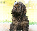 Small Photo #34 Cocker Spaniel Puppy For Sale in WARSAW, IN, USA
