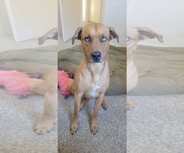 Medium Photo #1 Rhodesian Ridgeback-Unknown Mix Puppy For Sale in Dallas, TX, USA