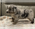 Small #2 Miniature Australian Shepherd