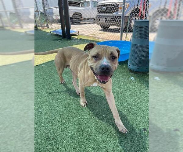 Medium Photo #1 Mastiff-Unknown Mix Puppy For Sale in Pasadena, TX, USA
