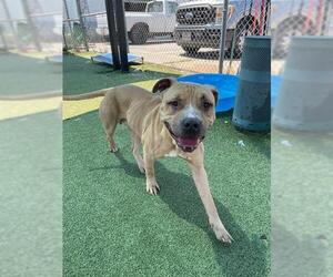 Mastiff-Unknown Mix Dogs for adoption in Pasadena, TX, USA