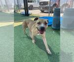 Small Mastiff Mix