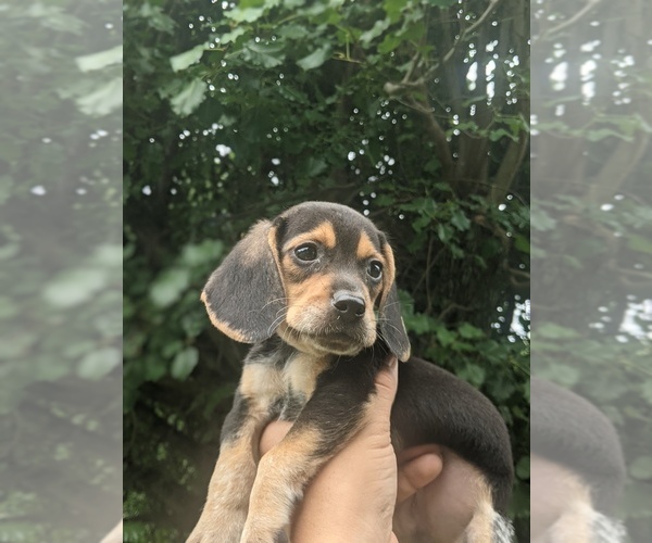 Medium Photo #5 Beagle Puppy For Sale in SPENCER, TN, USA