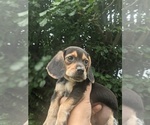 Small Photo #5 Beagle Puppy For Sale in SPENCER, TN, USA