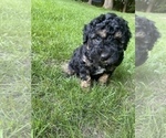 Small Photo #31 Aussiedoodle Miniature  Puppy For Sale in COMMERCE, MI, USA