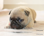 Small #7 French Bulldog