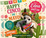 Small #18 Chihuahua