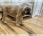 Small Photo #3 Spanish Mastiff Puppy For Sale in GILLETTE, WY, USA