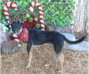Shepradors Dogs for adoption in Oklahoma City, OK, USA