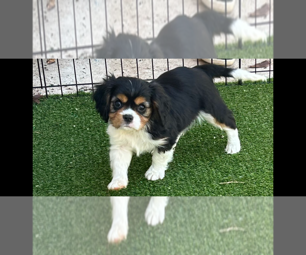 Medium Photo #1 Cavalier King Charles Spaniel Puppy For Sale in ABILENE, TX, USA