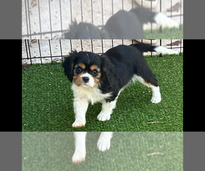 Cavalier King Charles Spaniel Puppy for sale in ABILENE, TX, USA
