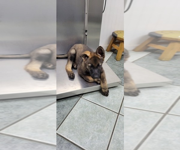 Medium Photo #1 German Shepherd Dog Puppy For Sale in VAN BUREN, AR, USA