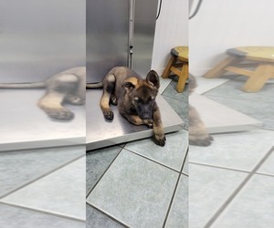 German Shepherd Dog Puppy for sale in VAN BUREN, AR, USA