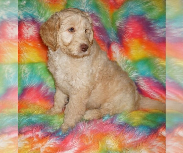 Medium Photo #2 Labradoodle mix (+ Poodle Standard) Puppy For Sale in LA HABRA, CA, USA