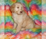 Small #1 Labradoodle mix (+ Poodle Standard)