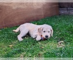 Small Photo #6 Miniature Labradoodle Puppy For Sale in STEVENS, PA, USA