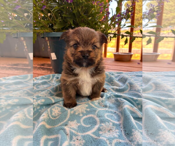 Medium Photo #2 Pomeranian-Unknown Mix Puppy For Sale in Pacolet, SC, USA