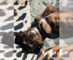 Small #4 Cavalier King Charles Spaniel