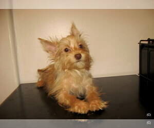 Yorkshire Terrier Puppy for Sale in BAKERSFIELD, California USA