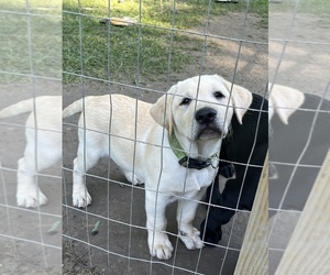 Labrador Retriever Puppy for sale in AVOCA, MI, USA