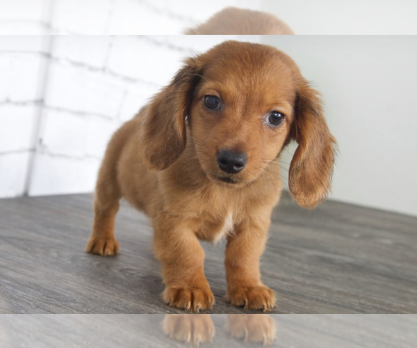 Medium Photo #2 Dachshund Puppy For Sale in RED LION, PA, USA