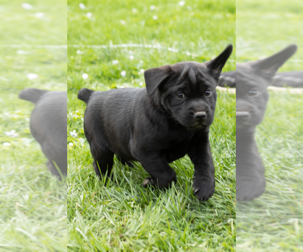 Medium Photo #5 Cocker-Pei Puppy For Sale in MILLERSBURG, IN, USA