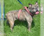 Small #1 French Bulldog