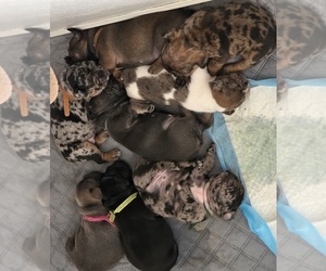 French Bulldog Puppy for sale in AZUSA, CA, USA
