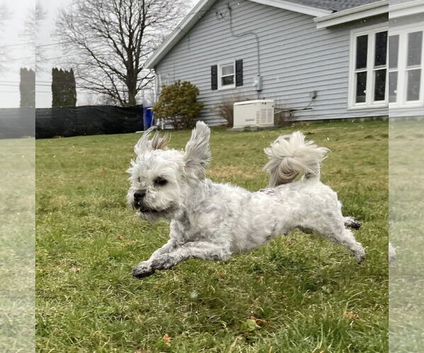 Medium Photo #4 Lhasa Apso-Unknown Mix Puppy For Sale in Rochester, NY, USA