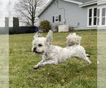 Small #3 Lhasa Apso Mix