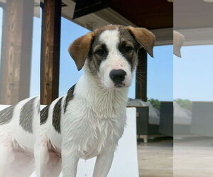 Great Pyrenees-Unknown Mix Dogs for adoption in McKinney, TX, USA