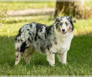 Mother of the Australian Shepherd puppies born on 09/28/2025