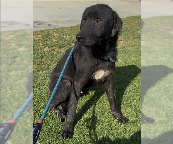 Medium Photo #2 Labrador Retriever-Unknown Mix Puppy For Sale in Riverside, CA, USA