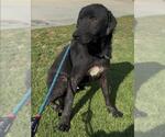 Small #1 Labrador Retriever Mix